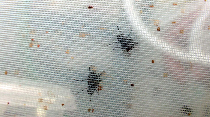 La mosca invasora parasítica Philornis downsi es una amenaza para 21 especies de aves endémicas y nativas de Galápagos. Foto: EFE