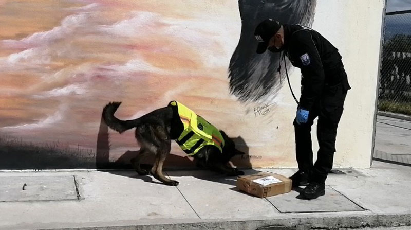 Un can de la Policía detectó una encomienda con droga en el Aeropuerto de Quito. Foto: Cortesía