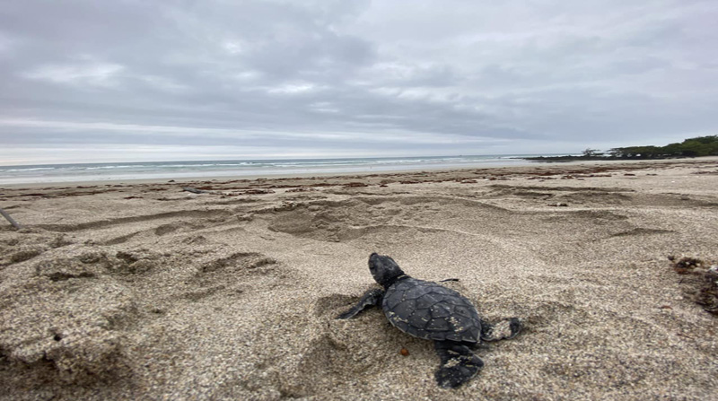 La temporada de anidación de la tortuga verde se cumple entre enero y mayo. Por eso, el Ministerio del Ambiente instala campamentos para el monitoreo. Foto: Parque Nacional Galápagos