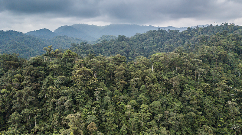 La Reserva, que cuenta con unas 2 600 hectáreas, está dentro del Chocó Andino, fuente de Biodiversidad. Foto: Cortesía Jaime Culebras