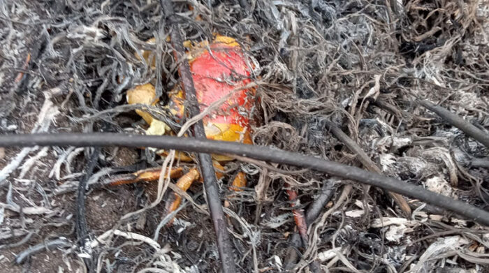 Especies como el cangrejo quedaron atrapadas entre las plantas calcinadas por el fuego. Foto: Facebook Cuerpo de Bomberos Sucre