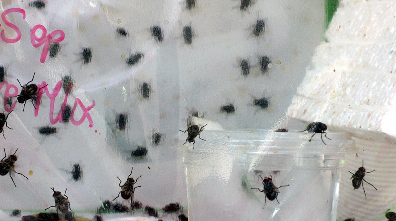 Captura de video que muestra la mosca invasora parasítica Philornis downsi en la Fundación Charles Darwin, en octubre de 2021 en Santa Cruz, Galápagos. Foto: EFE