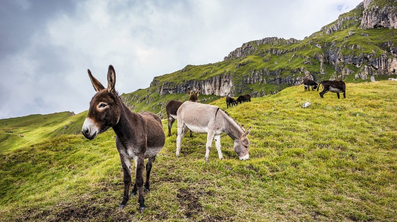 La mula es una animal muy popular entre los humanos, pues suele ser una criatura grande, robusta y fuerte, pero también muy amigable si se le trata con cariño y respeto. Foto: Pixabay