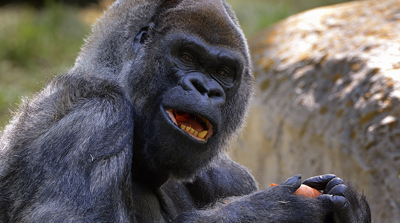 El gorila llegó al zoo de Atlanta en 1988 y tuvo 12 hijos allí. Foto: EFE