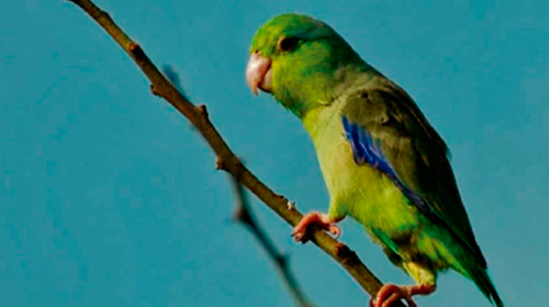 El Periquito del Pacífico es una de las aves más traficadas en Ecuador. Foto: Web Bosque Prosperina