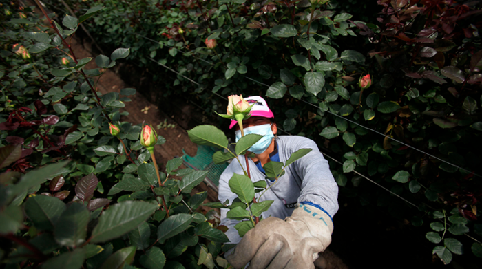 Un empleado de Ecuagardem corta rosas en la finca de Tabacundo. Las florícolas no pueden realizar trabajo virtual. Foto: Julio Estrella / EL COMERCIO