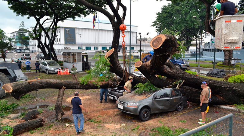 Un samán cayó sobre cuatro vehículos estacionados en el parque de la Armada Nacional, en el sur de Guayaquil. Foto: Municipio de Guayaquil