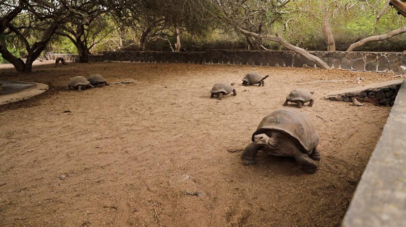 Fotografía cedida por el Ministerio de Ambiente, Agua y Transición Ecológica de Ecuador que muestra tortugas en un refugio en isla Isabela, Galápagos. Foto: EFE/Ministerio de Ambiente