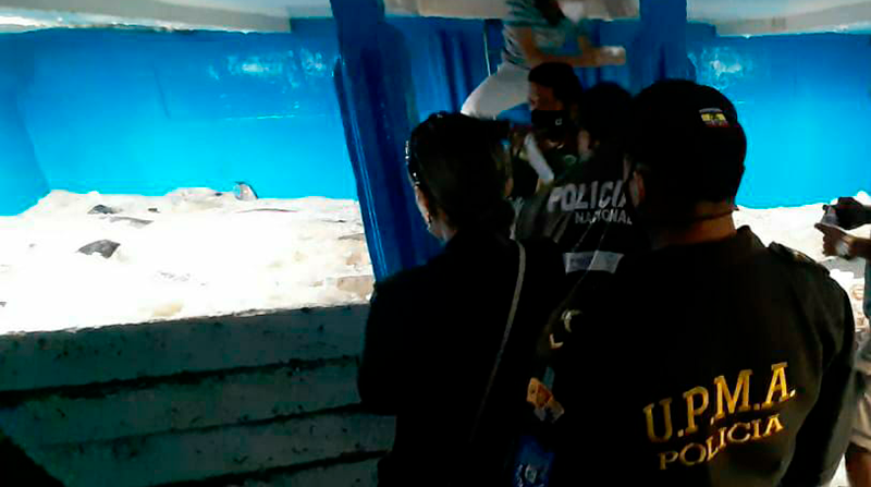 Los pescadores ecuatorianos también se han volcado a la captura intencional del tiburón en Galápagos. Foto: Twitter @PoliciaEcuador