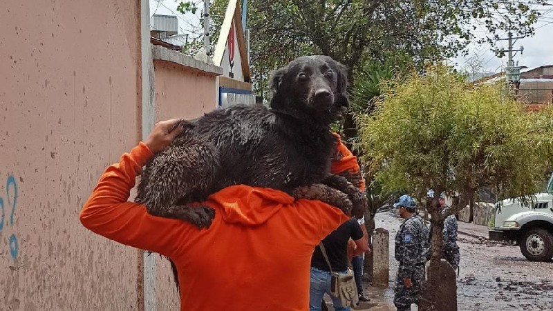 El aluvión en Quito dejó víctimas mortales y daños materiales, pero también innumerables perros y gatos afectados, sin hogar y separados de sus dueños. Foto: Cortesía Fundación Lucky Bienestar Animal