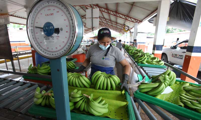 El banano ecuatoriano ha perdido mercado en China, que prefiere comprar el producto a sus vecinos: Camboya, Myanmar y Vietnam. El banano paga 10% de impuestos. Foto: Enrique Pesantes / EL COMERCIO