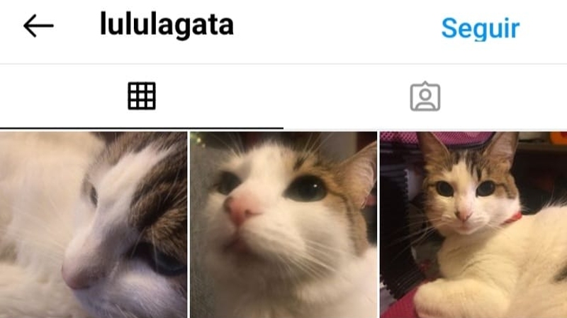 gatos-tendencia-instagram