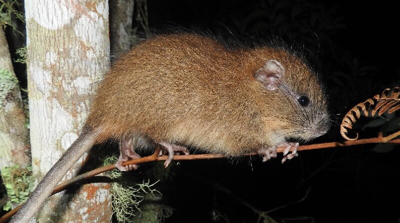 El roedor habita en ecosistemas montañosos entre 2 000 y 3 200 metros. Foto: Ministerio del Ambiente