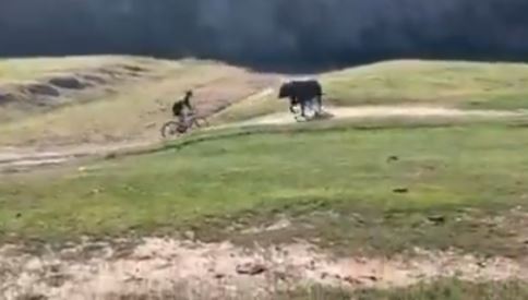 El toro embistió dos veces al ciclista. Foto: Captura
