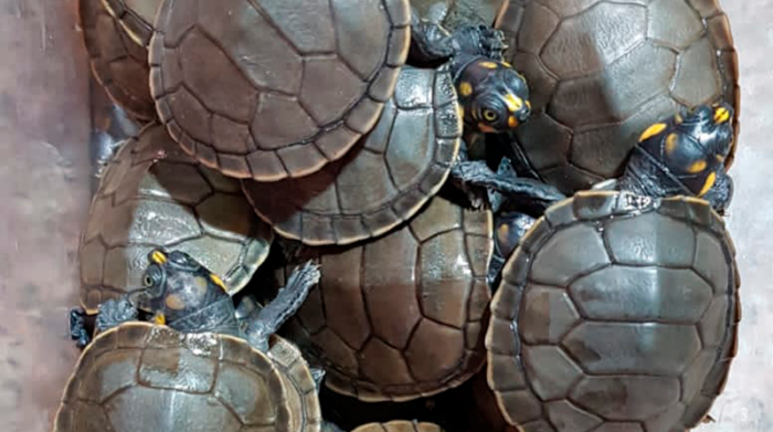 Las tortugas habían sido abandonadas en el mercado municipal de Azogues. Foto: Ministerio de Ambiente