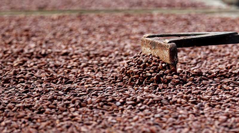Fotografía de archivo del proceso del cacao en una planta de procesamiento. Foto: EFE