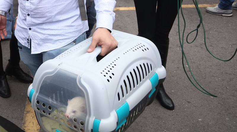Un hurón, mascota de un compatriota, llegó a Ecuador en el primer vuelo humanitario. Todas las mascotas serán puestos en cuarentena domiciliaria obligatoria. Foto: Diego Pallero/El Comercio.