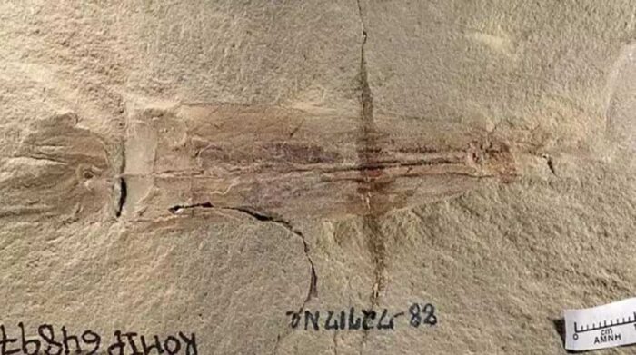 Syllipsimopodi bideni, de unos 12 centímetros de largo, es el cefalópodo más antiguo conocido que tiene ventosas en sus 10 brazos. Foto: Europa Press.