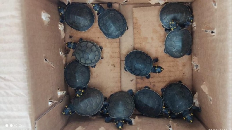 La posesión de tortugas charapas (Podocnemis unifilis) se considera delito flagrante. Foto: Ministerio de Ambiente