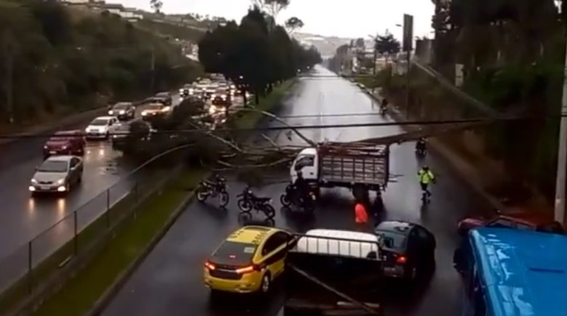Las entidades de socorro de Quito reportaron la caída de un árbol que interrumpe la circulación vehicular en la avenida Simón Bolívar. Foto: Captura