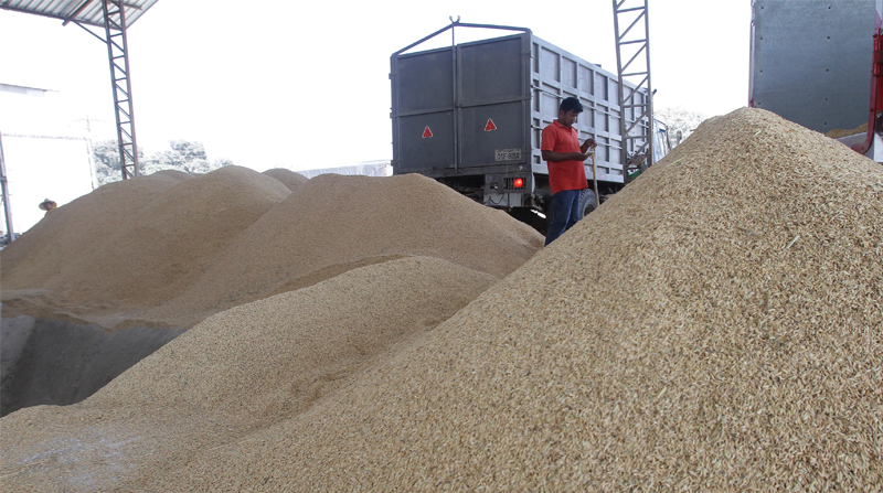Imagen referencial. Ecuador exportará a Colombia toneladas de arroz. Foto: Archivo / EL COMERCIO