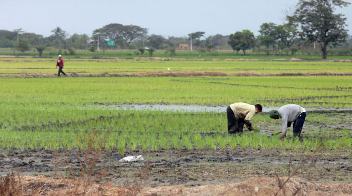 Los productores de arroz piden un precio de USD 37 para la saca de 200 libras de arroz de grano largo sin pelar. Foto: Archivo / EL COMERCIO