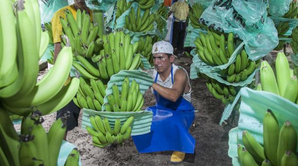 Productores han evidenciado la reducción de las importaciones de la fruta y el incremento de precios de los fertilizantes. Foto: Enrique Pesantes / EL COMERCIO
