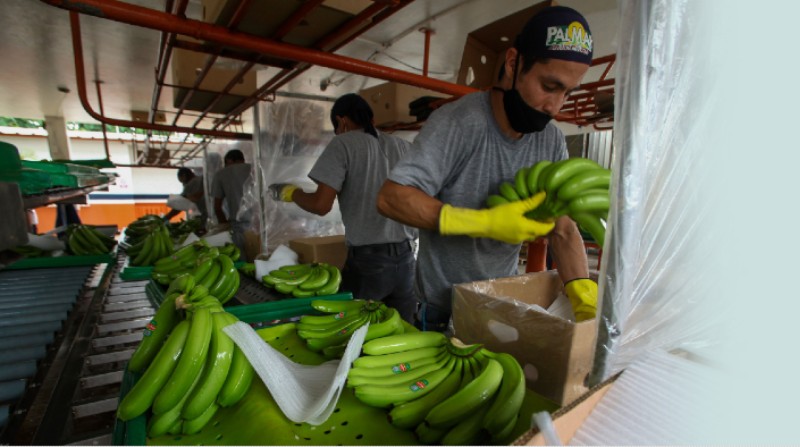 Los envíos de banano ecuatoriano a Eurasia han sido afectados por la suspensión de viajes y la congestión en puertos de Europa. Foto: Archivo / El Comercio