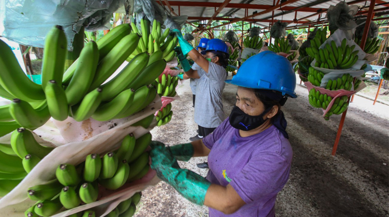 El sector bananero es de los más afectados por la guerra. El mercado ruso, que representa USD 700 millones en ventas al año, está cerrado. Foto: Archivo/ EL COMERCIO