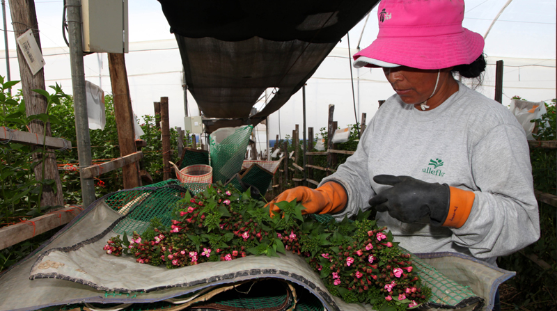 Uno de los sectores que se ha visto más afectado es el de las flores, ya que el 40% de sus exportaciones van al mercado euroasiático. Foto: Archivo EL COMERCIO