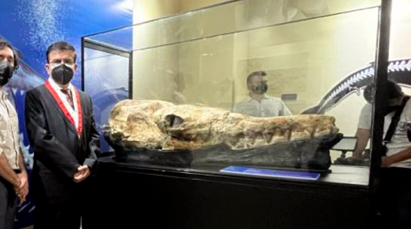 El cráneo fue hallado en muy buen estado de conservación. Foto: UNMSM