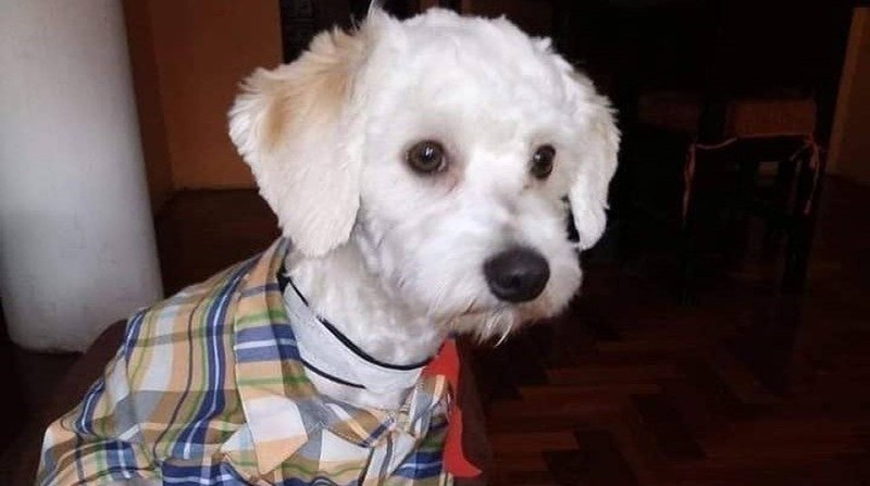 Luno es el perro ecuatoriano que está en una jaula en Madrid tras no poseer microchip. Su dueña está angustiada. Foto: Redes Sociales