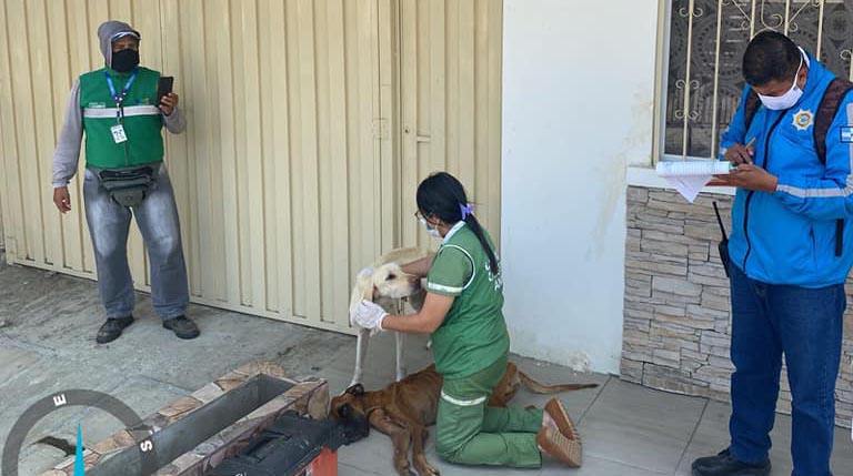 El Cabildo mantense rescató los dos perritos meses atrás. El proceso finalizó con la sanción a un ciudadano. FOTO: Municipio de Manta.