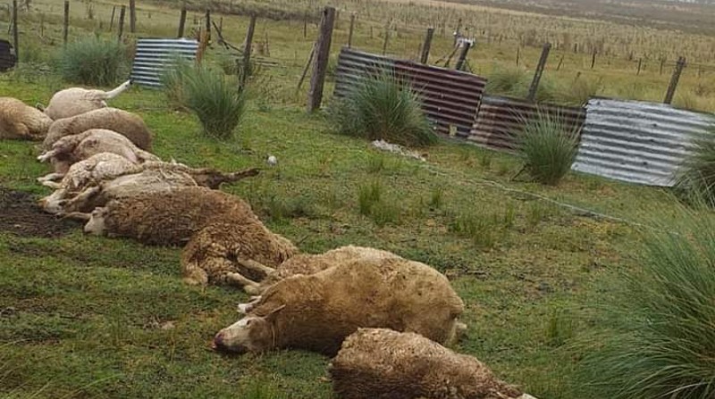 Perros ferales son los culpables de la muerte de varias ovejas en Cotopaxi, Ecuador. Foto: Redes Sociales