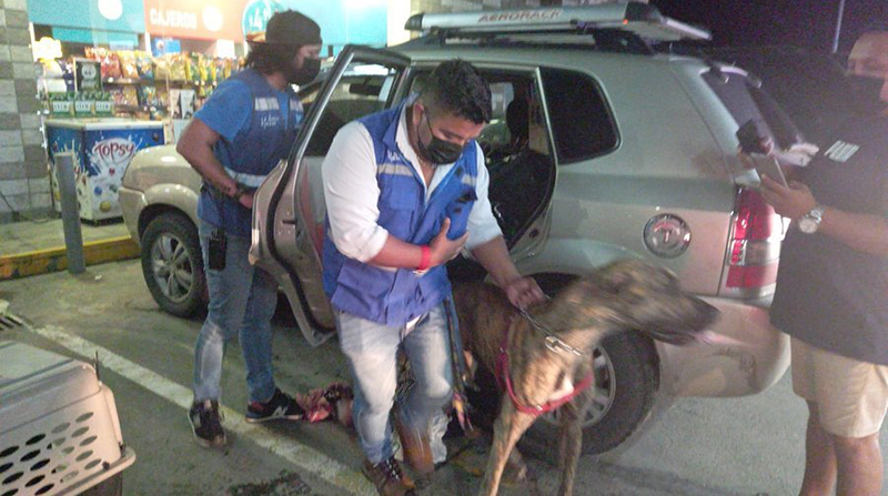 En la vía a la Costa, a la altura de Progreso, fue interceptado el vehículo en que eran llevados los animales. Foto: Municipio Guayaquil