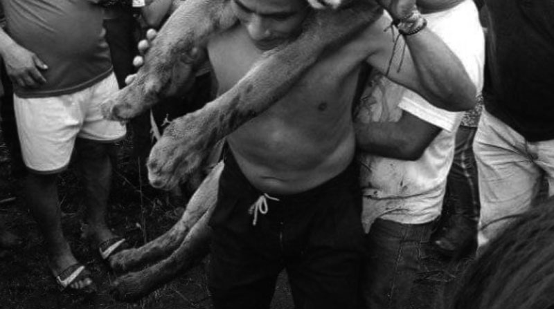 El animal fue asesinado por personas, quienes lo cazaron en Morona Santiago, Amazonía del Ecuador. Foto: Cortesía