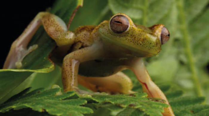 Una especie de rana que habita en la reserva natural Drácula. Foto: Fundación Ecominga