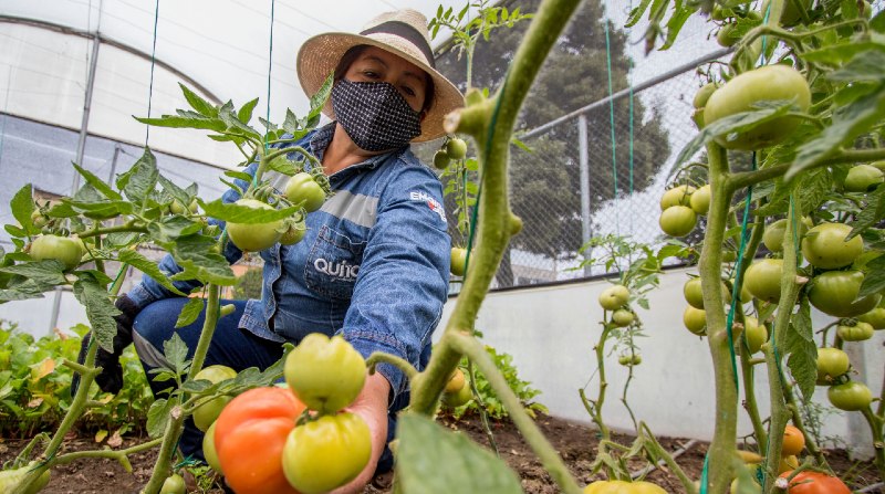 Elinda Rodríguez toma los tomates que se producen en uno de los dos invernaderos del Ecocentro, ubicado en Solanda. Foto: Carlos Noriega / El Comercio