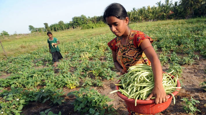 Según la FAO, la inseguridad alimentaria afecta a cuatro de cada 10 personas. Foto: FAO