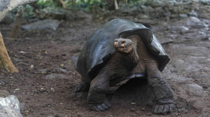La especie de tortuga gigante que habita la isla San Cristóbal, hasta ahora conocida científicamente como Chelonoidis chathamensis, corresponde genéticamente a una especie diferente, que se creía extinta desde inicios del siglo XX, señala un estudio. Foto: Ministerio de Ambiente