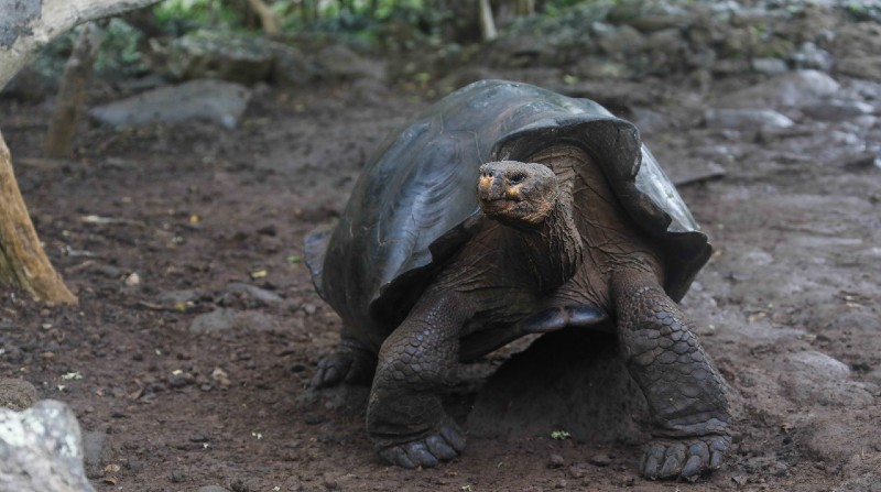 La especie de tortuga gigante que habita la isla San Cristóbal, hasta ahora conocida científicamente como Chelonoidis chathamensis, corresponde genéticamente a una especie diferente, que se creía extinta desde inicios del siglo XX, señala un estudio. Foto: Ministerio de Ambiente