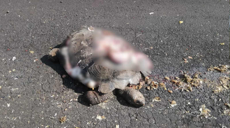 Una tortuga gigante de Galápagos fue atropellada este lunes 7 de marzo de 2022 en la isla Santa Cruz. Foto: Twitter / @BitacoraEc