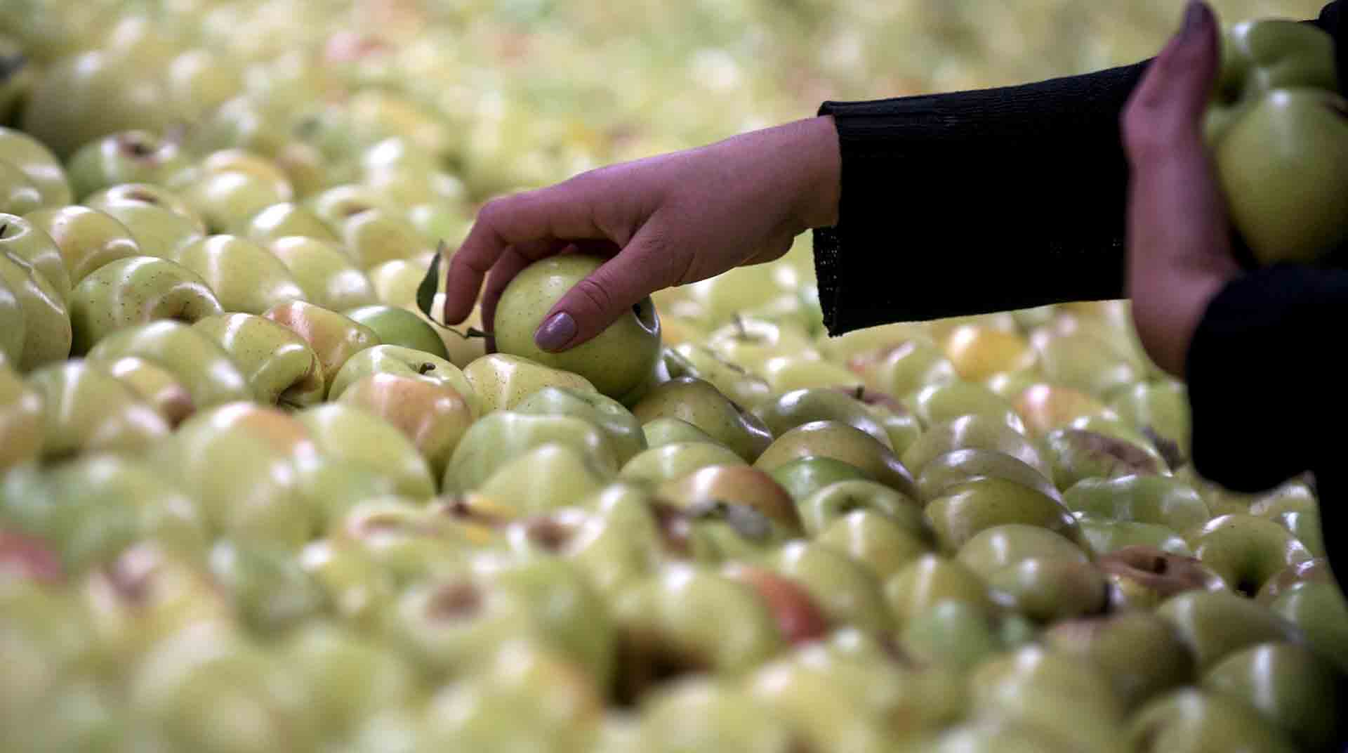 Imagen de archivo de una trabajadora seleccionando manzanas en una granja de producción en México. EFE