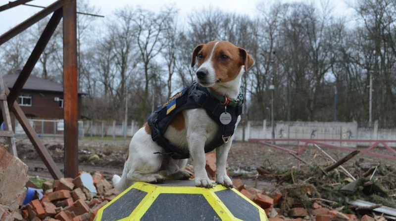 Patron, el perro rescatista de Ucrania que ayuda a detectar explosivos. Foto: Instagram @ patron_dsns
