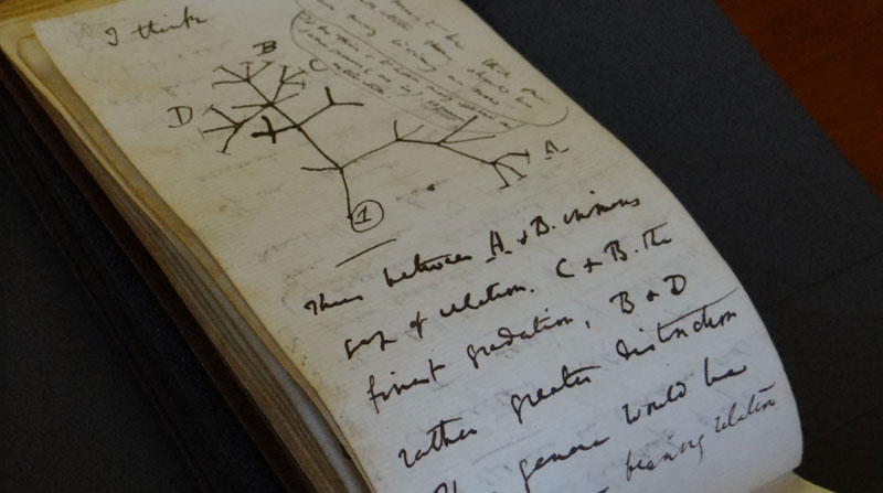 Uno de los cuadernos devueltos contiene el boceto del famoso "árbol de la vida" darwiniano. Foto: EFE