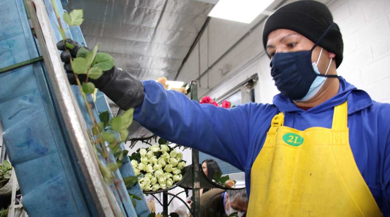 Imagen referencial. Los productores ecuatorianos se preparan para los envíos por San Valentín. Foto: Twitter Ministerio de Ambiente.