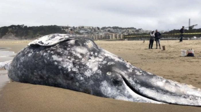 Cuando las ballenas se aproximan a la Costa puede ser porque están enfermas o tienen algún problema. Foto: captura de pantalla / rede sociales