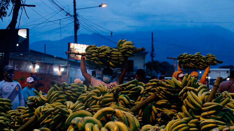 Productores bananeros protagonizarán movilizaciones este 1 de mayo, en contra del Gobierno. Foto: Fenabe
