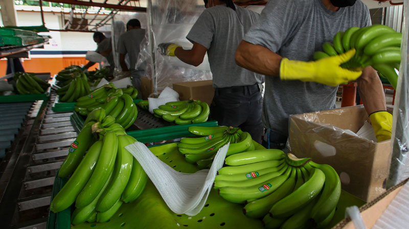 Los representantes de los gremios bananeros hacen un llamado a respetar los precios, afectados por los inconvenientes para exportar la fruta debido al conflicto entre Ucrania y Rusia. Foto: Archivo/ EL COMERCIO