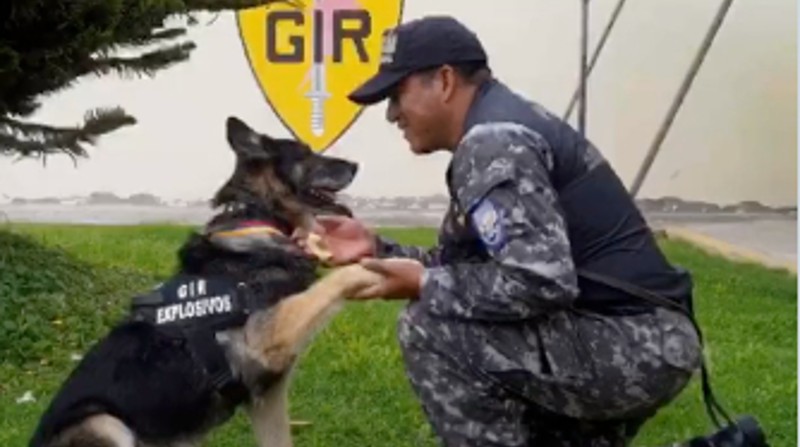 Perros del GIR regresan a su vida civil. Foto: Captura del video de Twitter